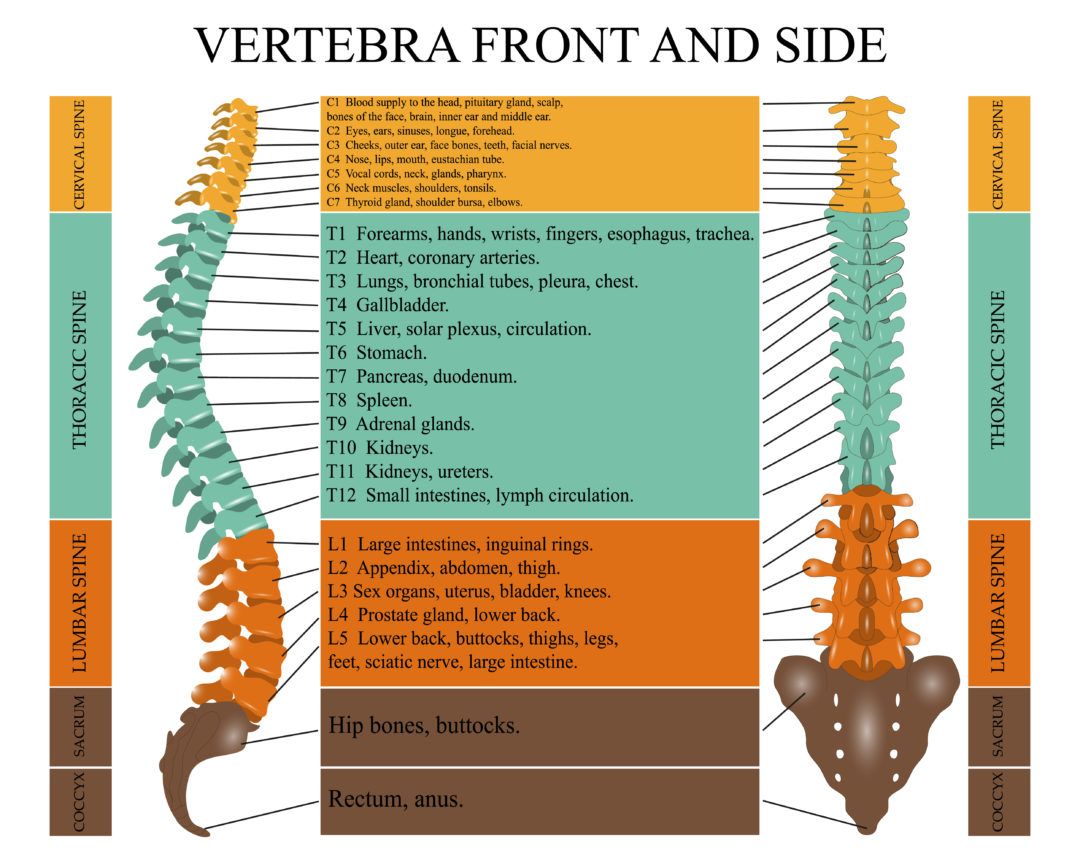 number of bones in spinal cord